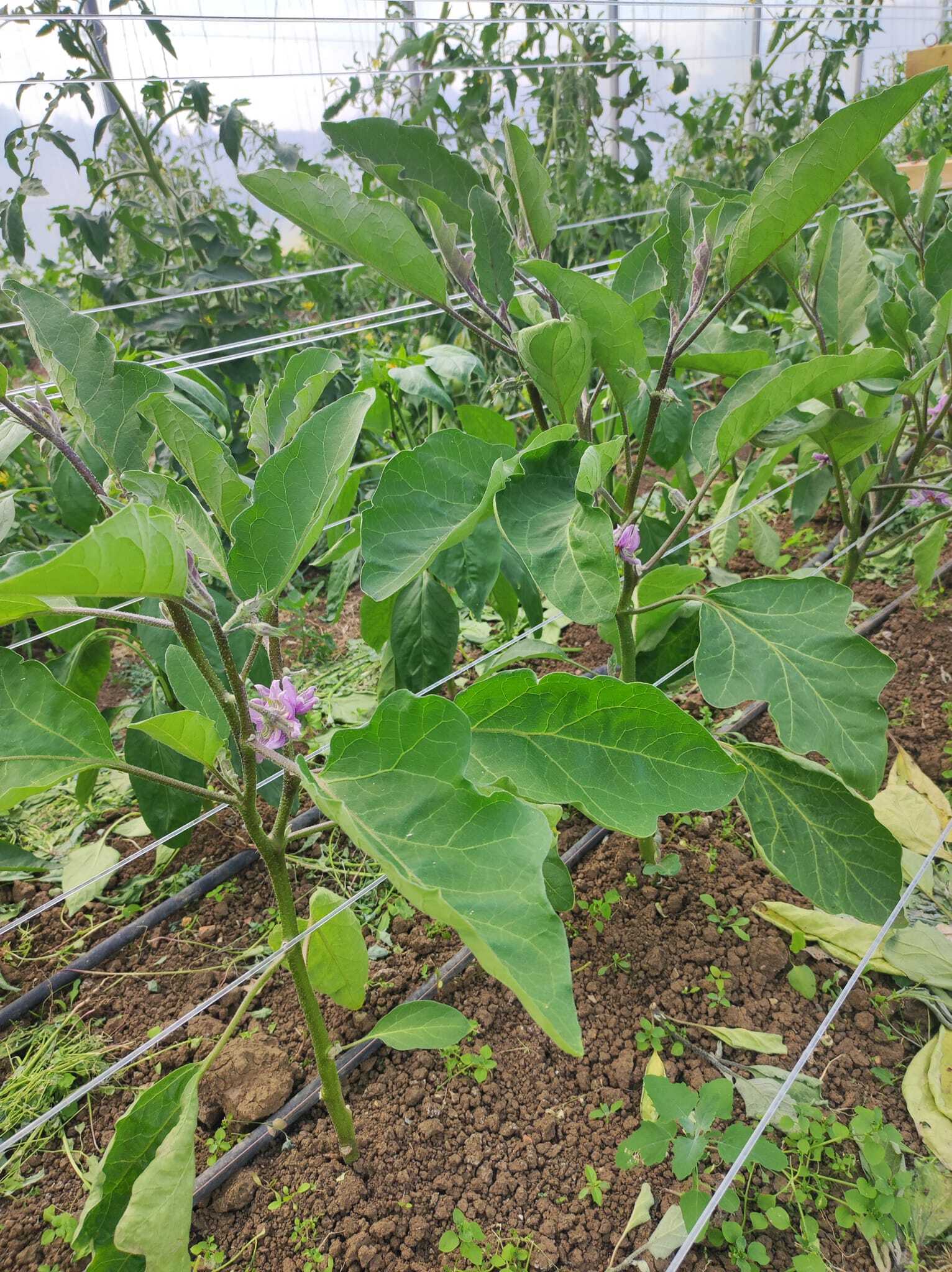 aubergine